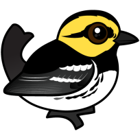 Golden-cheeked Warbler