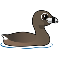 Pied-billed Grebe
