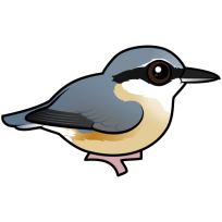 Eurasian Nuthatch