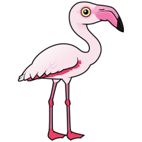 Greater Flamingo