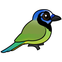 Green Jay
