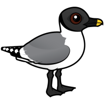 Sabine's Gull