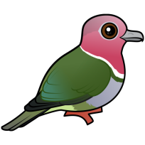 Pink-headed Fruit Dove