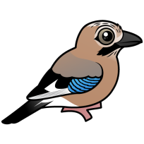 Eurasian Jay
