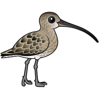Eurasian Curlew