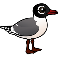 Franklin's Gull