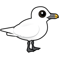 Ivory Gull