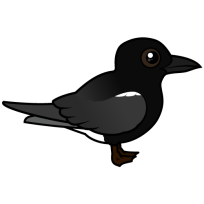Black Tern
