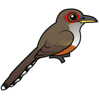 Puerto Rican Lizard-Cuckoo
