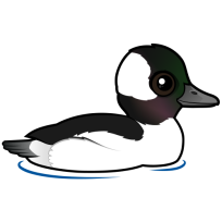 Bufflehead