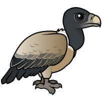 Indian Vulture