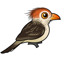 Guira Cuckoo