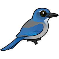 Woodhouse's Scrub-Jay