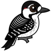 Red-cockaded Woodpecker