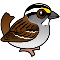 White-throated Sparrow