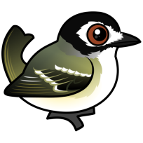 Black-capped Vireo