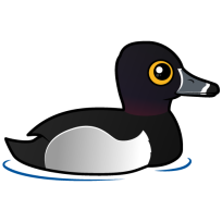 Ring-necked Duck