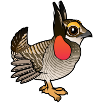Lesser Prairie-Chicken
