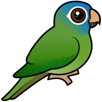 Blue-crowned Conure