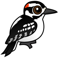 Hairy Woodpecker