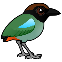 Hooded Pitta