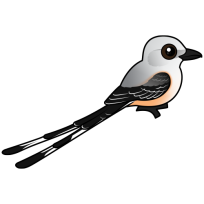 Scissor-tailed Flycatcher