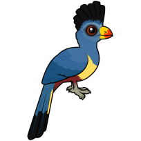 Great Blue Turaco