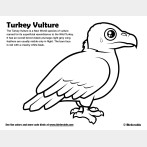 Turkey Vulture Coloring Page