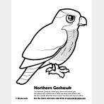 Northern Goshawk Coloring Page