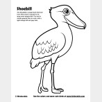 Shoebill Coloring Page