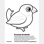 Evening Grosbeak Coloring Page