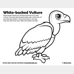 White-backed Vulture Coloring Page