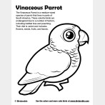 Vinaceous Parrot Coloring Page