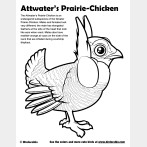 Attwater's Prairie-Chicken Coloring Page