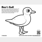 Ross's Gull Coloring Page