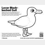 Lesser Black-backed Gull Coloring Page