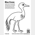 Blue Crane Coloring Page