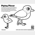 Piping Plover Coloring Page