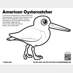 American Oystercatcher Coloring Page
