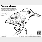Green Heron Coloring Page