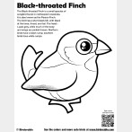 Black-throated Finch Coloring Page