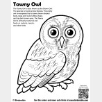 Tawny Owl Coloring Page