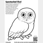 Spectacled Owl Coloring Page