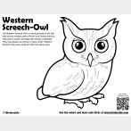Western Screech-Owl Coloring Page