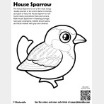 House Sparrow Coloring Page