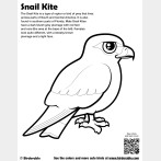 Snail Kite Coloring Page
