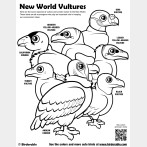 New World Vultures Coloring Page