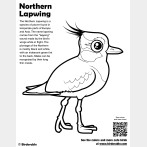 Northern Lapwing Coloring Page