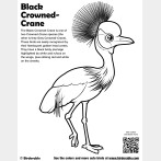Black Crowned-Crane Coloring Page