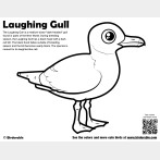 Laughing Gull Coloring Page